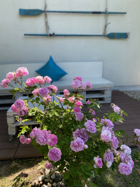 Beachfront Haven - Vízparti Nyaraló - Csopak